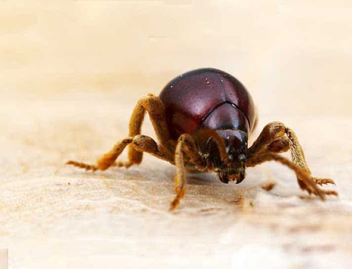 Spider beetle