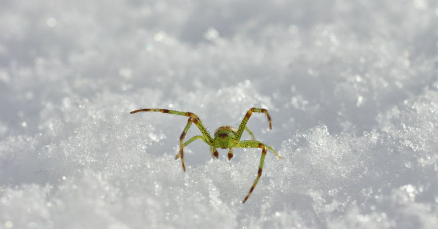 Spider in the snow