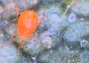 Spider mite close-up