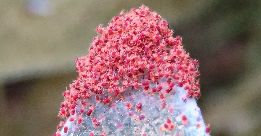 Spider mites at end of leaf