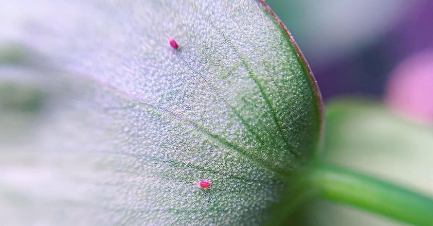 Spider mites on leaf