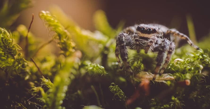 Spider on the leaf