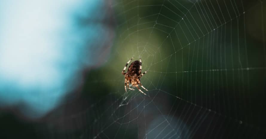 Spider on the net on a green background