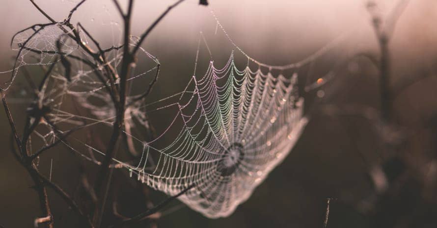 Spider web on a branch