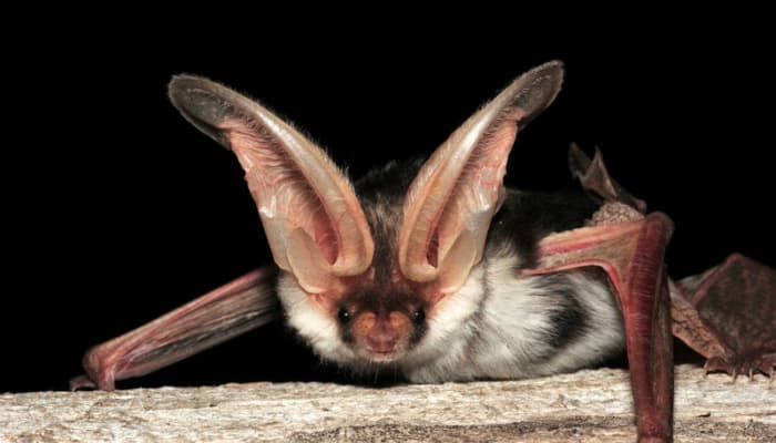 Spotted bat