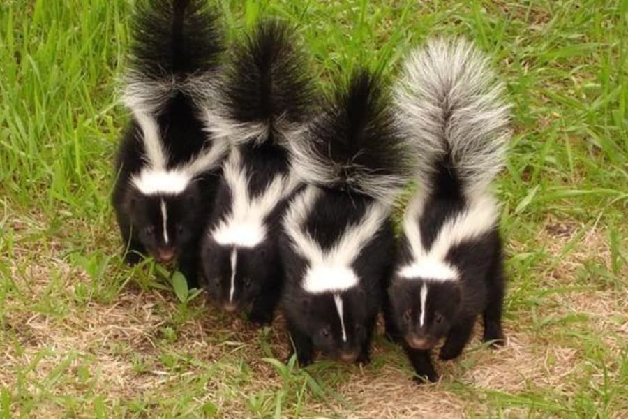 Four Skunks