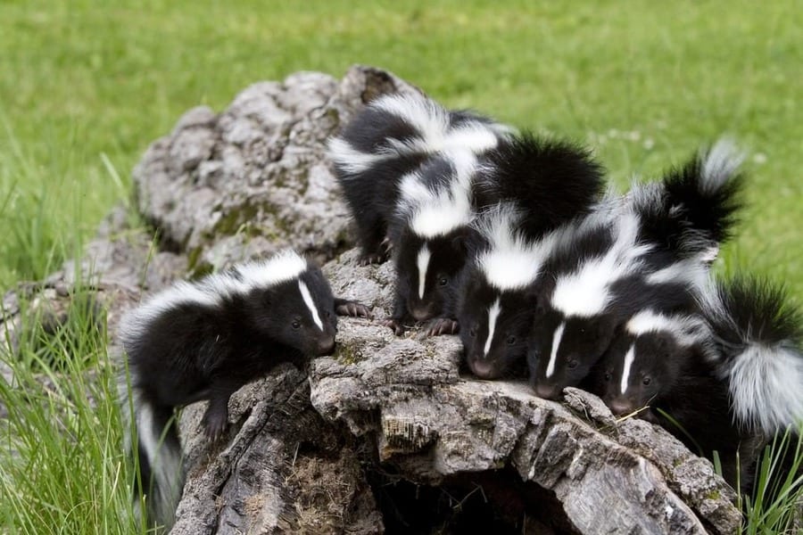 Many Skunks