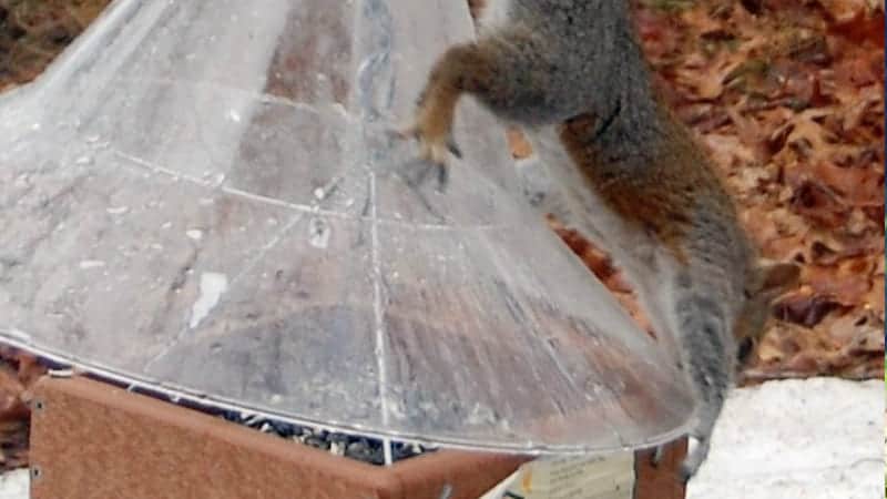 Squirrel Plastic Baffle with Squirrel
