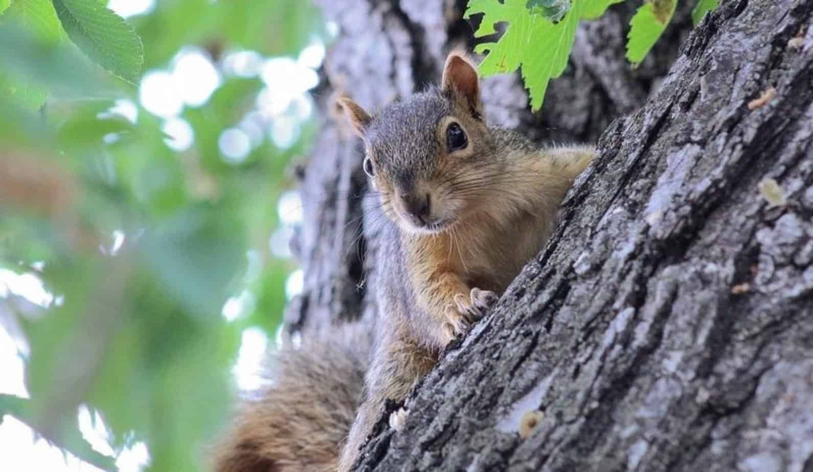 5 Best Squirrel Repellents in 2023 [Detailed Reviews]