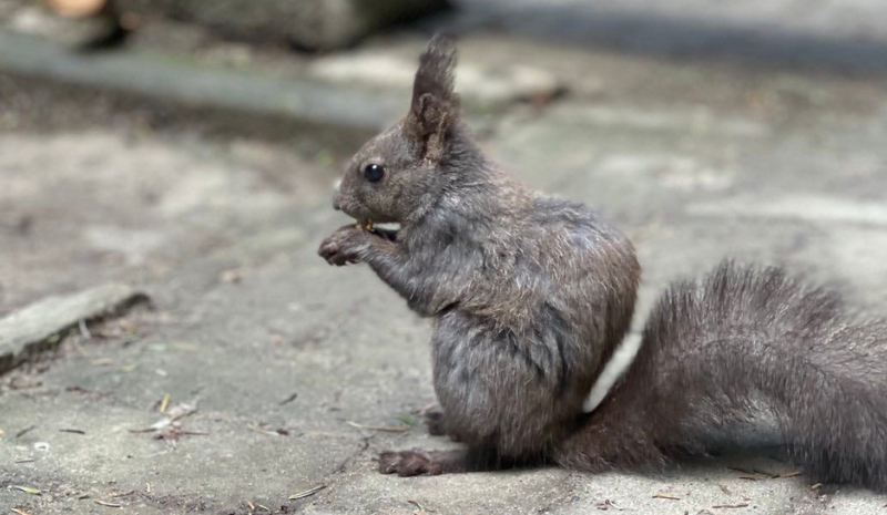 Grey squirrel on the ground