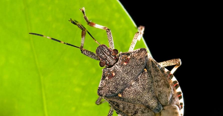 Stink Bug at leaf