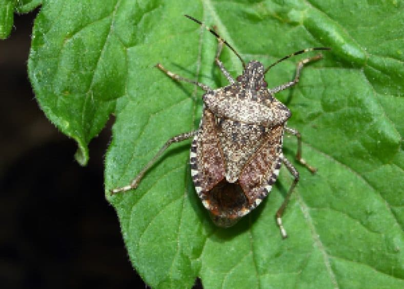 Stink Bug on the leaf