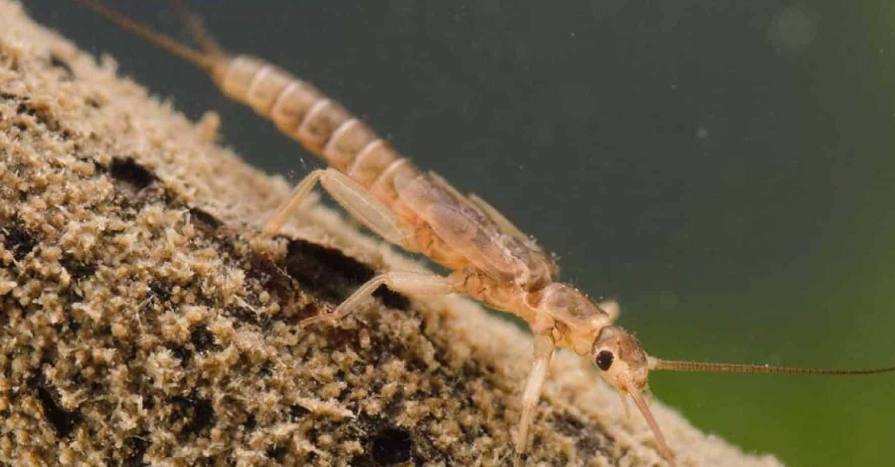 6 Common Bugs That Look Like Ants With Pictures   Stonefly Nymph Entomology Header 2048x1070 