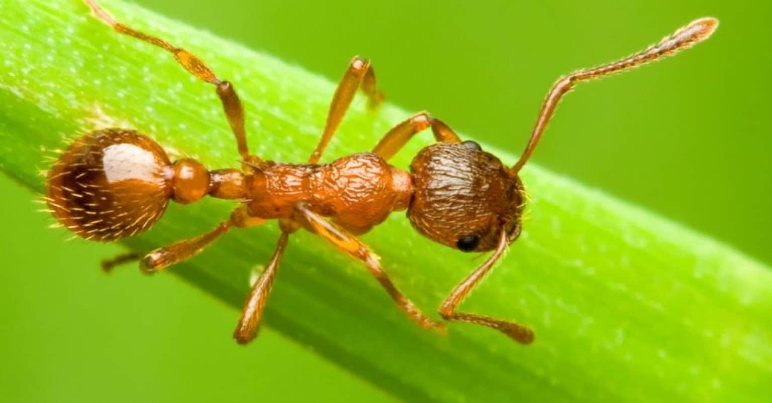 Does An Ant Have A Heart: Interesting Facts About Ants