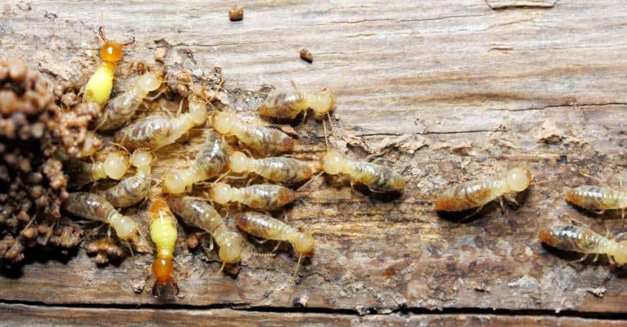 Termite on a tree background