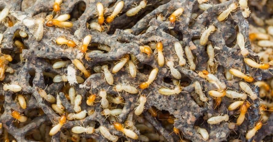 Termite or white ants