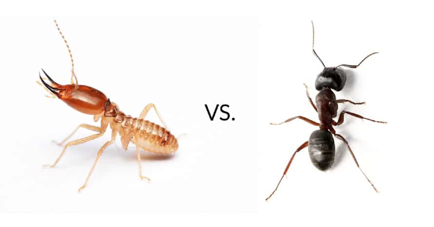 Termite vs ant at white background