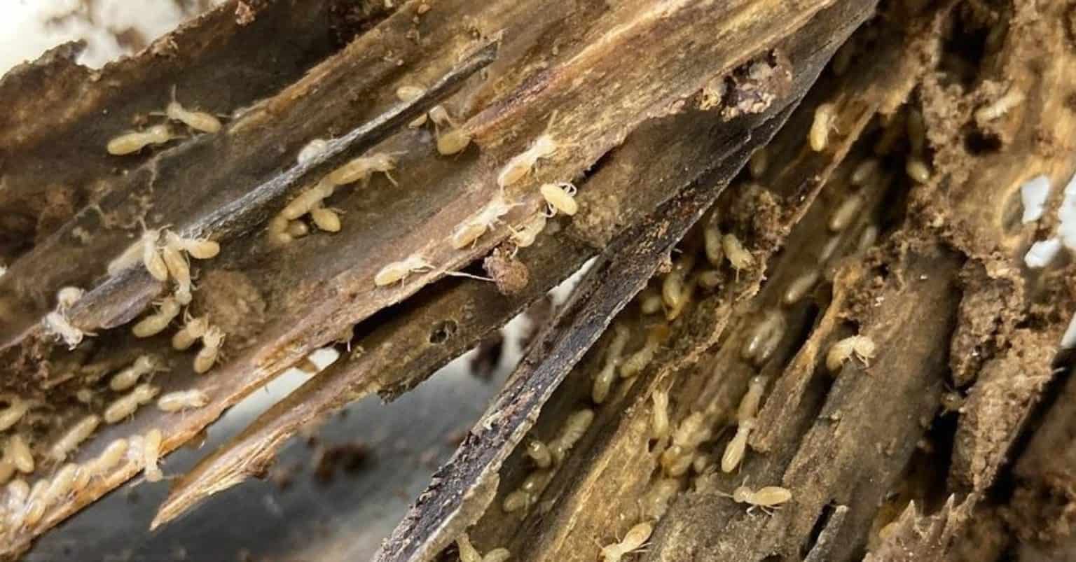 How to Get Rid of Termites: Control & Prevention Guide