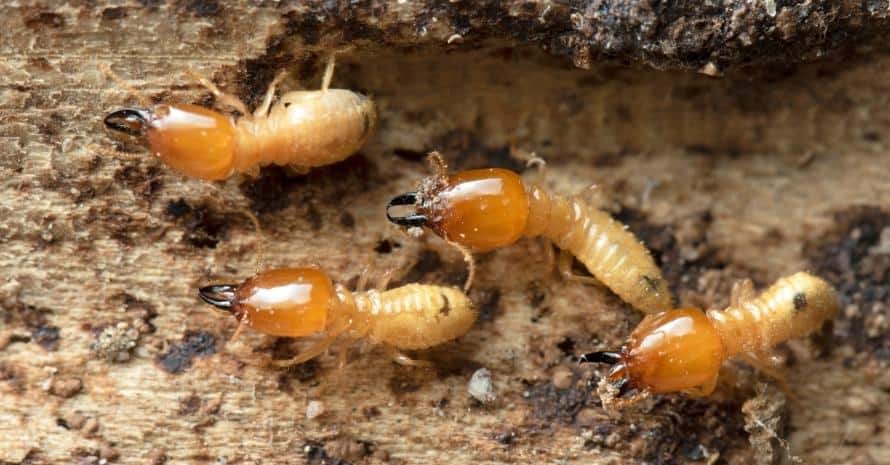 Termites in Termite mound
