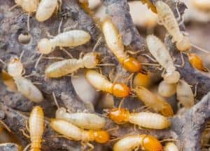 Termites in Thailand