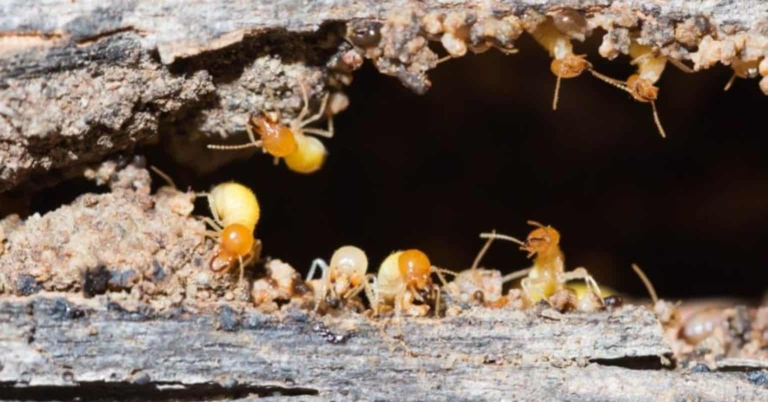 Termites vs. Flying Ants: Difference & Dangers