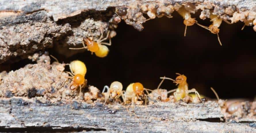 Termites in mound