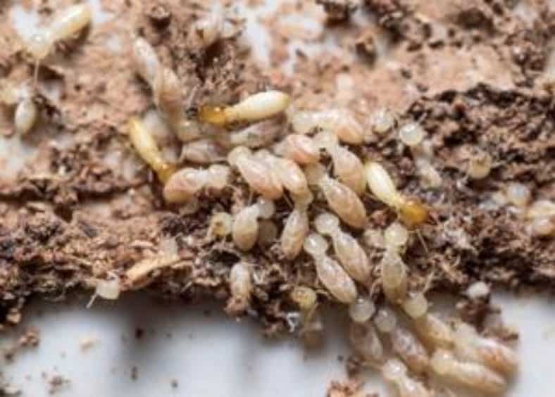 Termites vs. Flying Ants