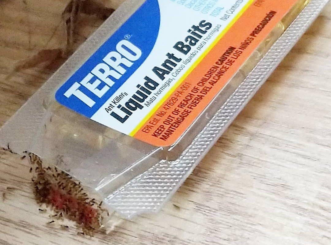 Terro T300-3 Ant Killer