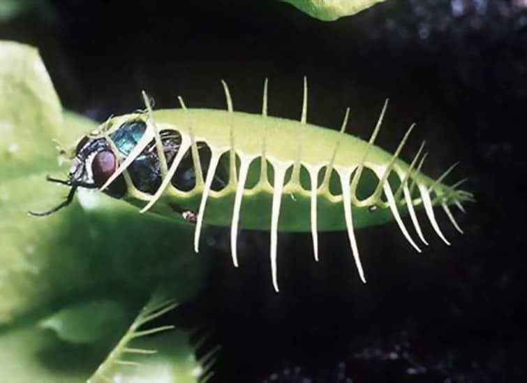 decorative fly traps