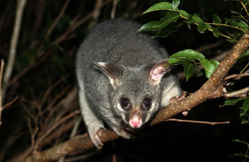 The Brushtail possum