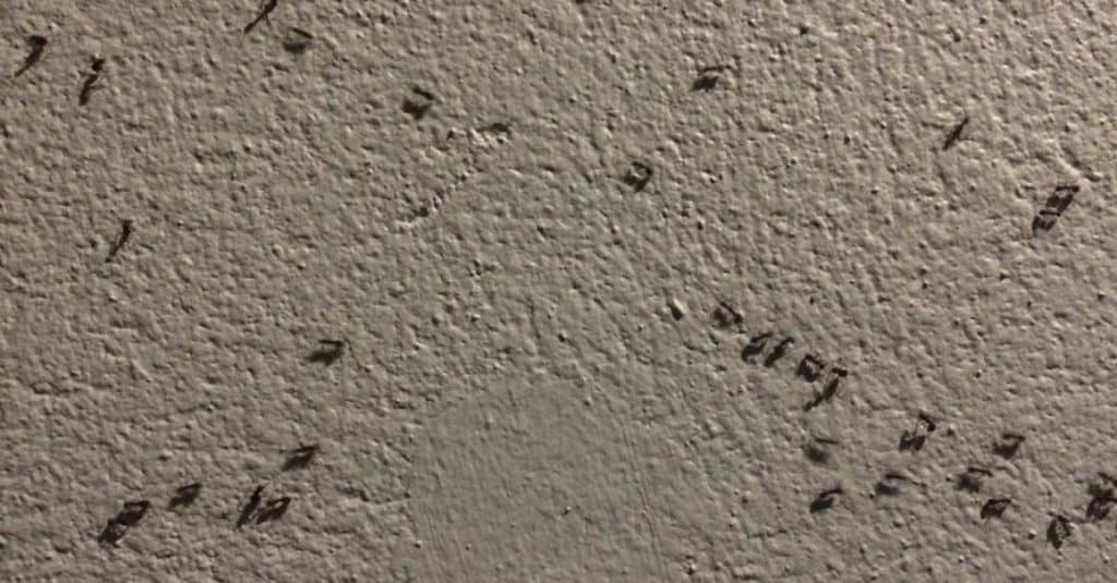 Ants in Walls Detailed Control & Prevention Guide