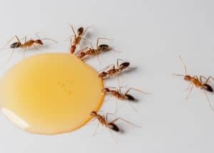 Ant eat toxoc oil