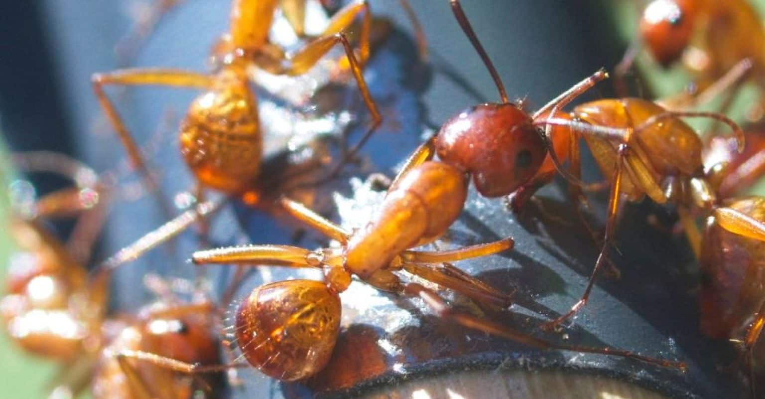 What Do Fire Ants Eat Feeding Habits Of Aggressive Insects