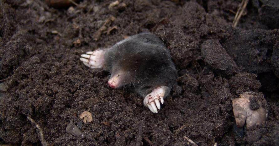The mole comes out of the ground