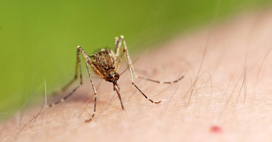 catch mosquito in bedroom