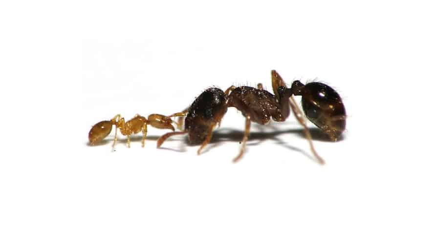 Thief ant vs ant