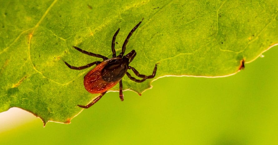 Weevil on the leaf