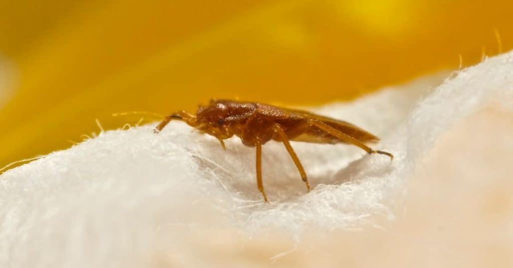 Can You Get Bed Bugs From Packages Tips to Avoid Bed Bug Infestations