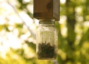 Trapped in Glass Jar