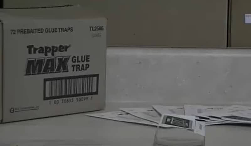 Trapper Insect Trap