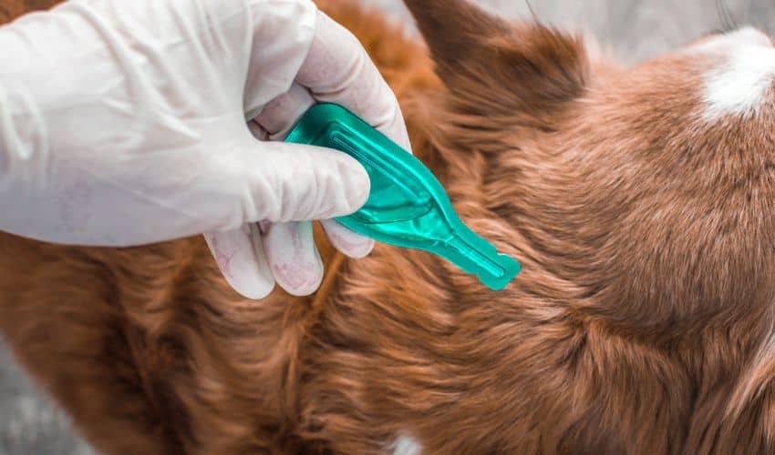 Treatment of a Dog from Fleas