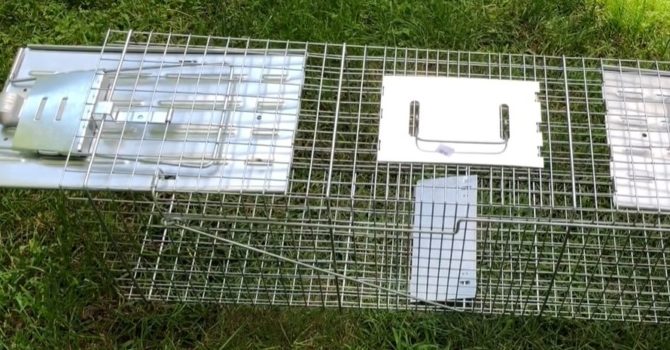 How To Trap Possums (Bonus: 3 Best Opossum Traps Reviewed)