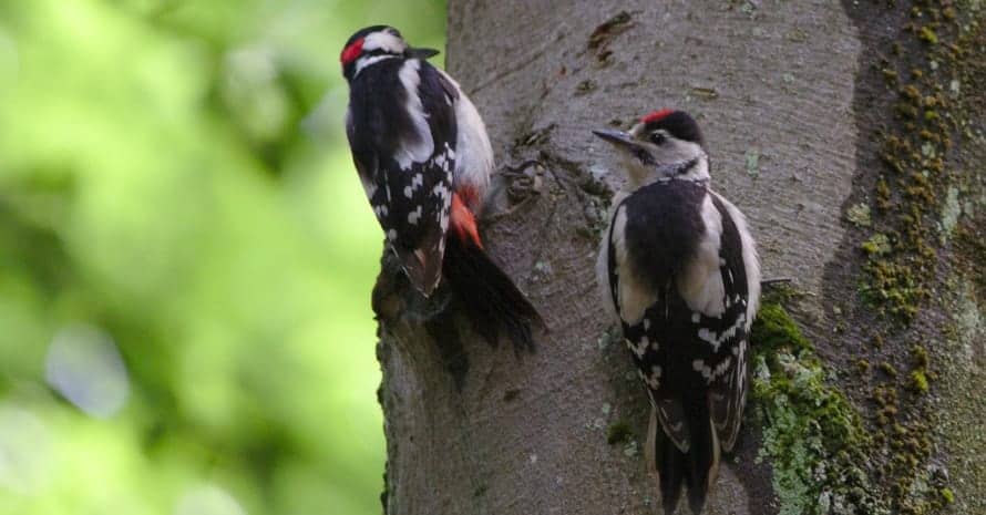 Two woodpeckers on a tree