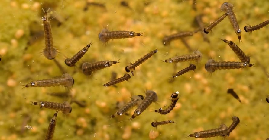 Unknown species of mosquito larvae