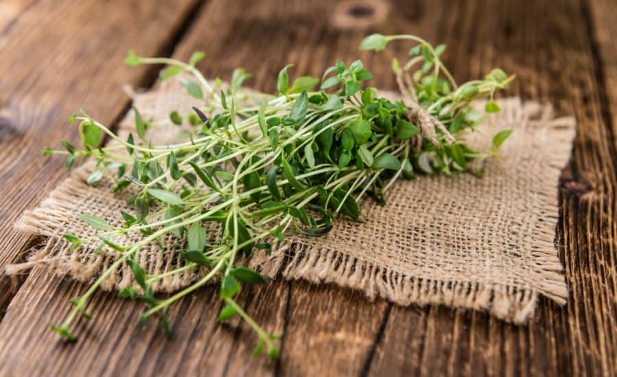 Use Thyme that repel ants