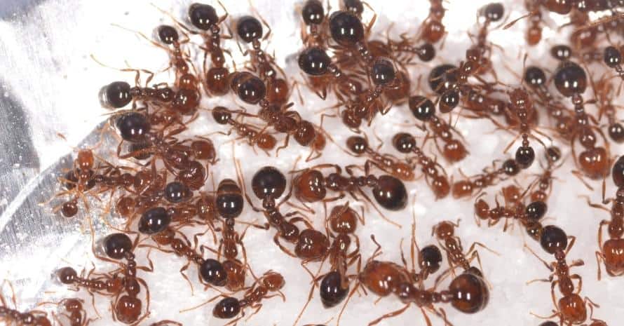 Vertical macro of fire ants