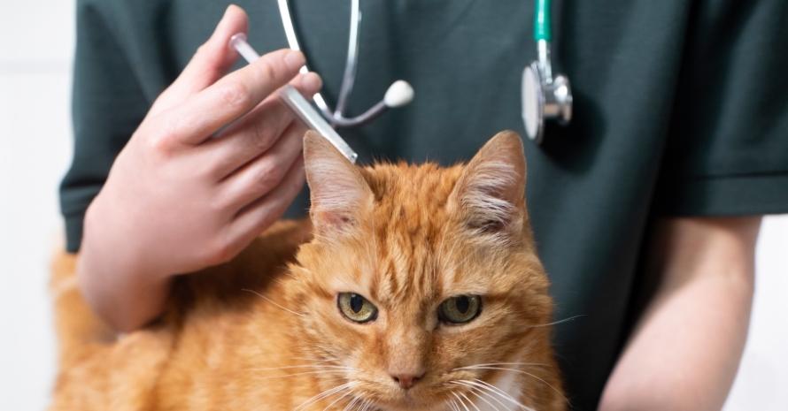 Vet Giving Cat Treatment To Flea Infestation