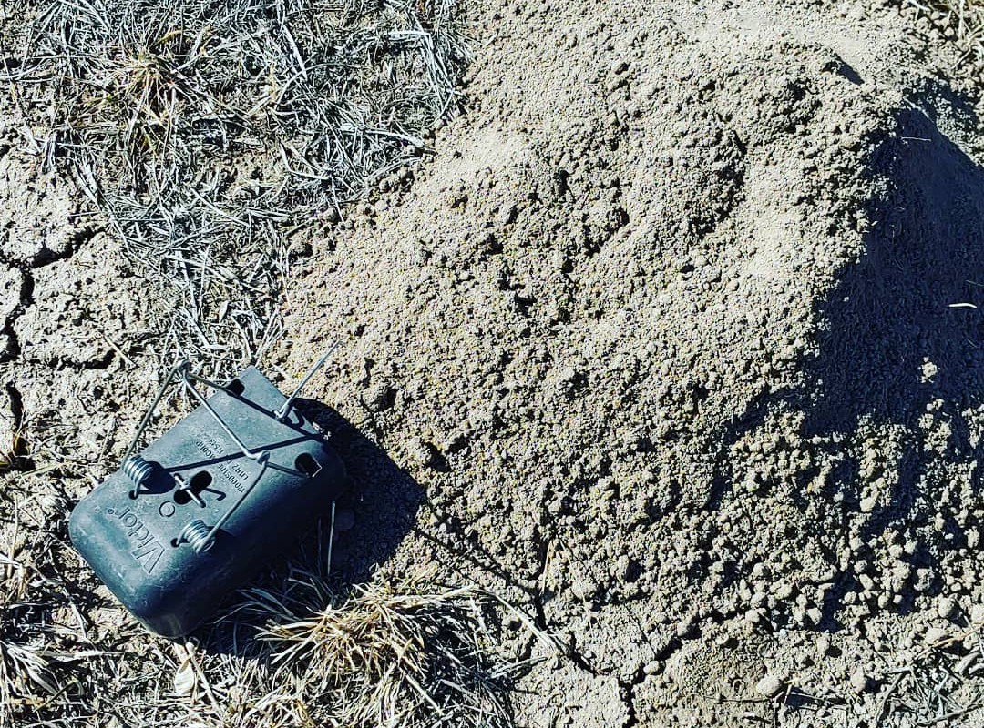 Victor The Black Box Gopher Trap 
