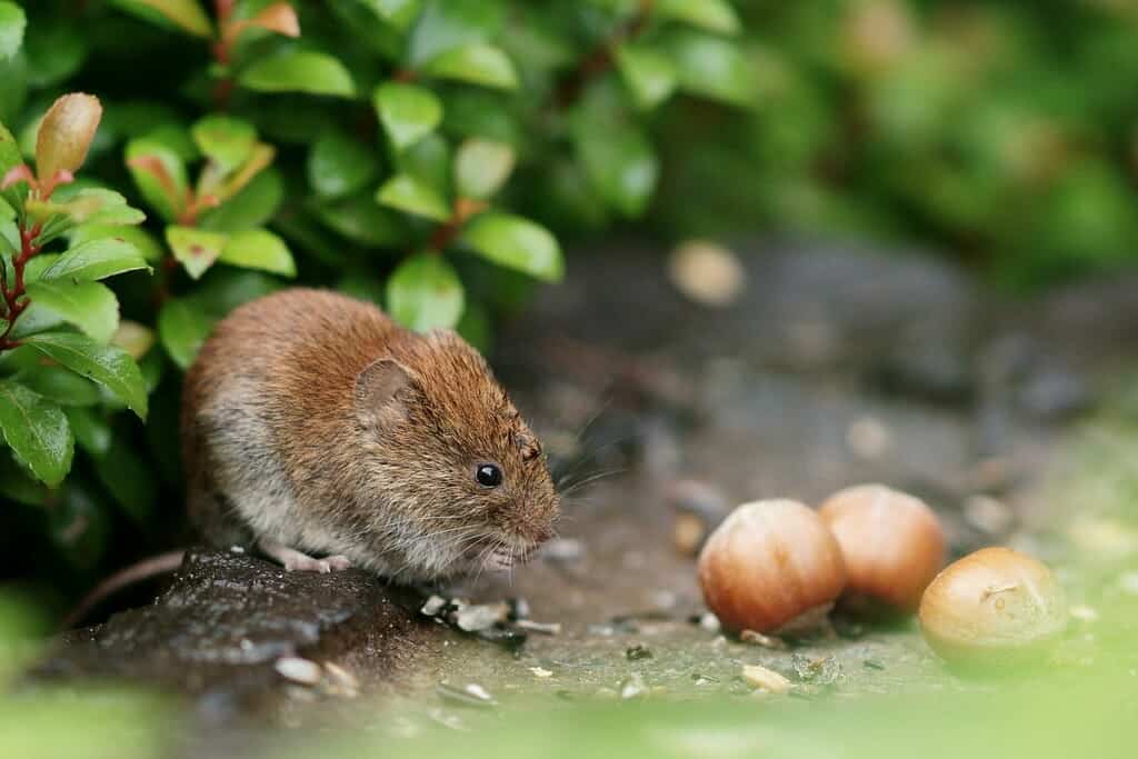 Vole eating in the garden