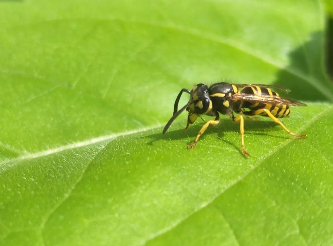Wasps Identification